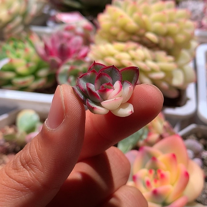 莫西哥灵隐锦侧芽