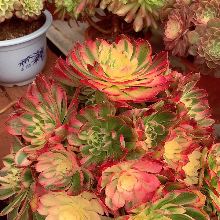 海王捧花，多肉植物