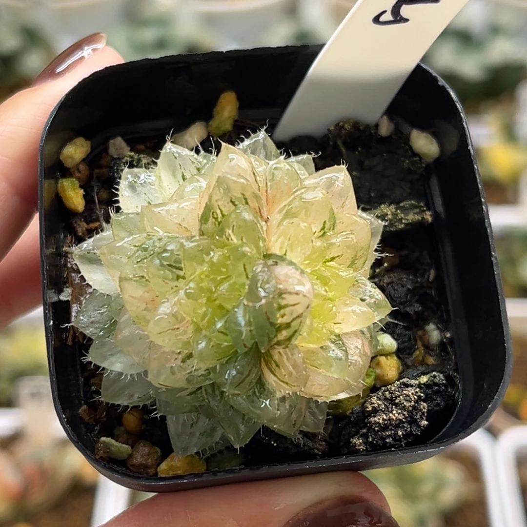 5双头翠云锦福利专场