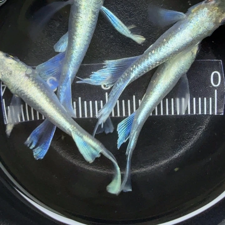 青鳉鱼天使之翼36号