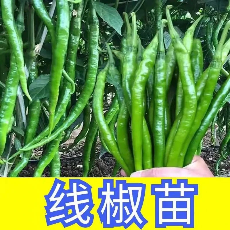 香辣线椒苗带土发货