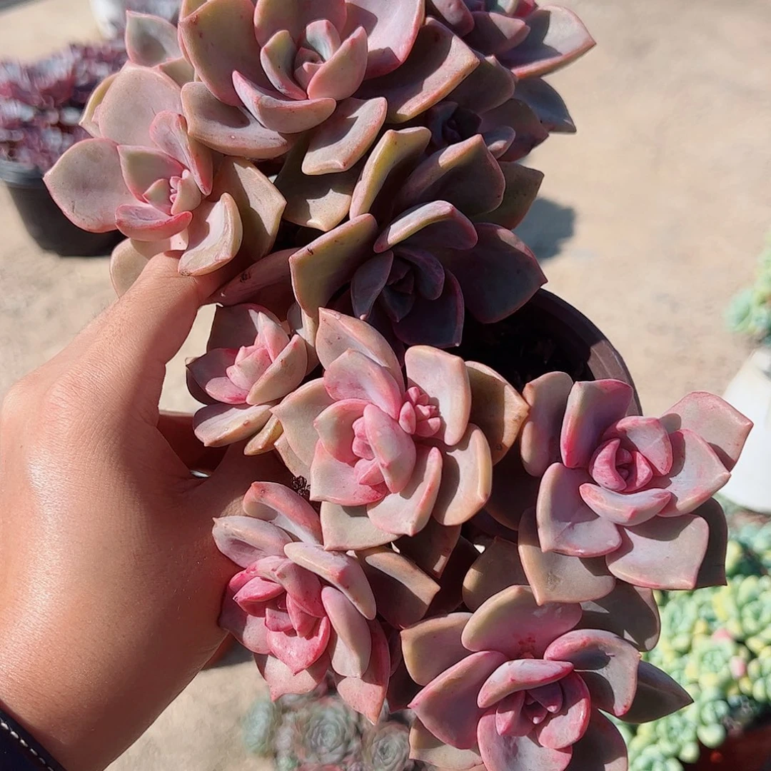 彩虹糖多头精品二盆老桩精品