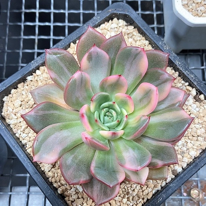 弗朗名戈锦多肉植物