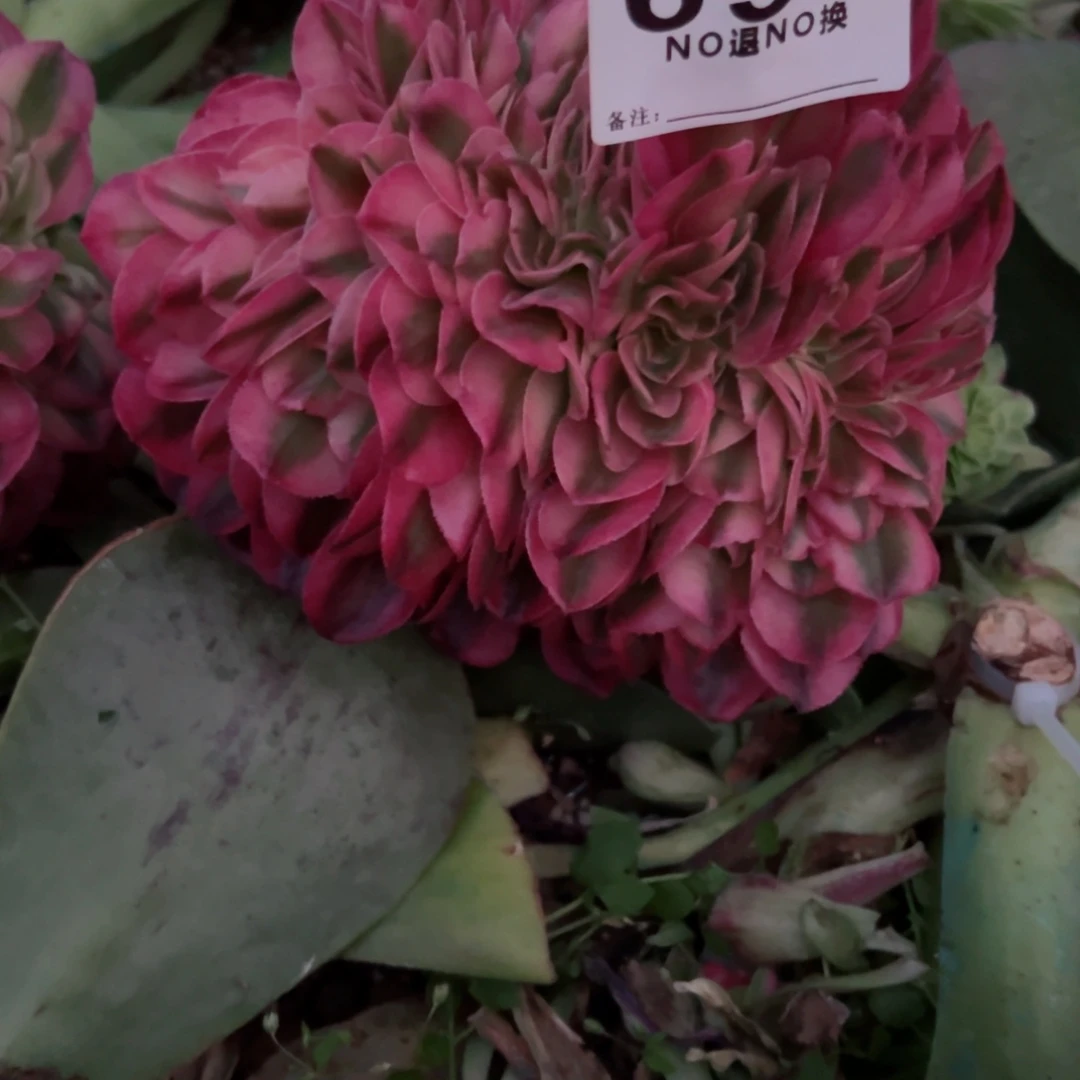 春***见693多肉法师荔枝缀一个