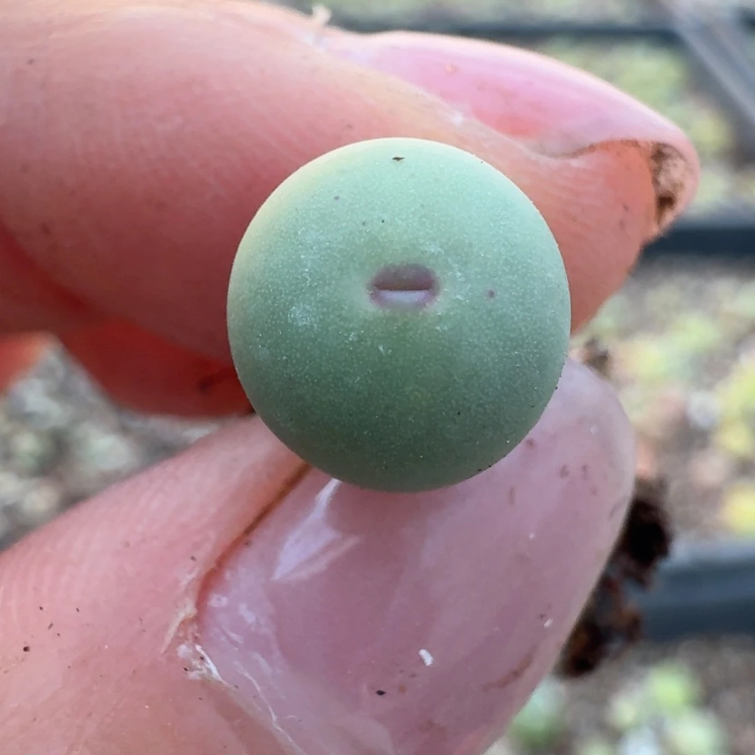 362鸽子蛋红嘴杂 000000