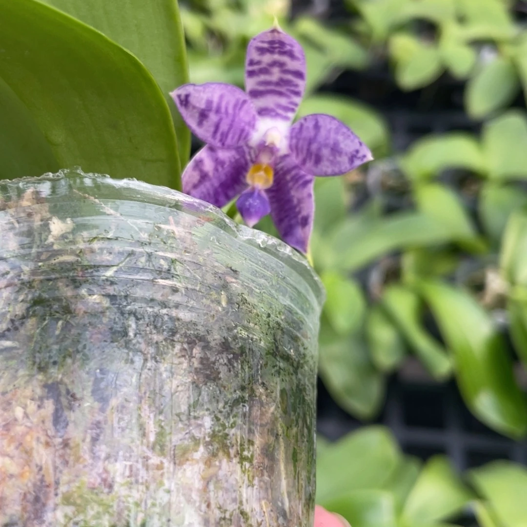 完全开放KM3681，2.5杯开花株