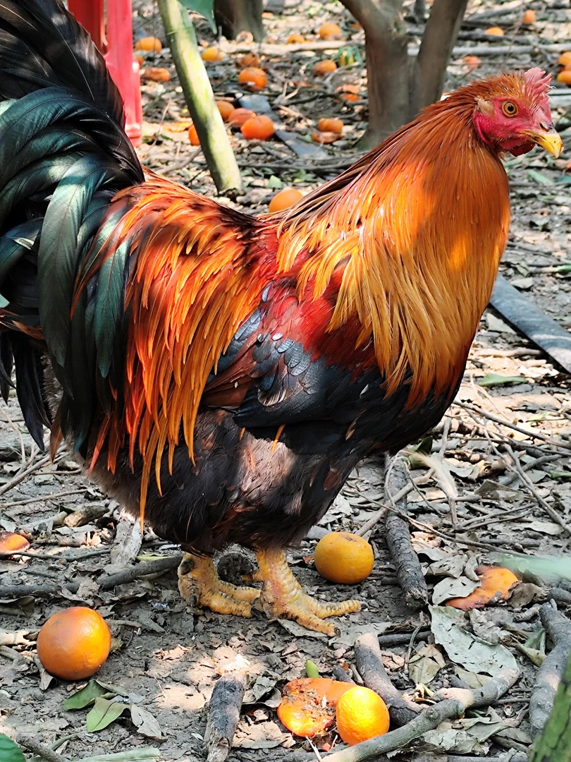 广西金牌灵山阉鸡公鸡放养 280天  (当天屠宰当天发货顺丰冷链）