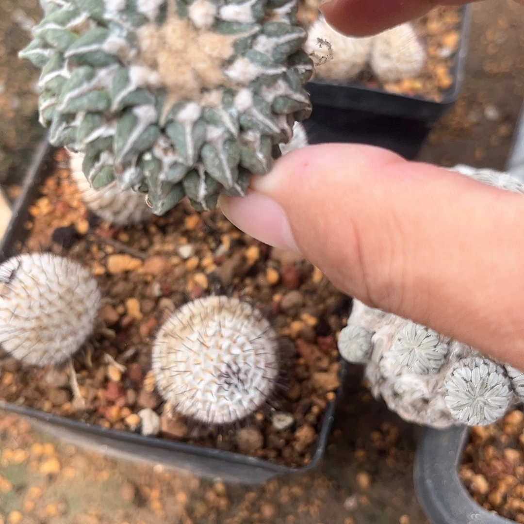 歲***歌一个馒头寄牡丹好好好