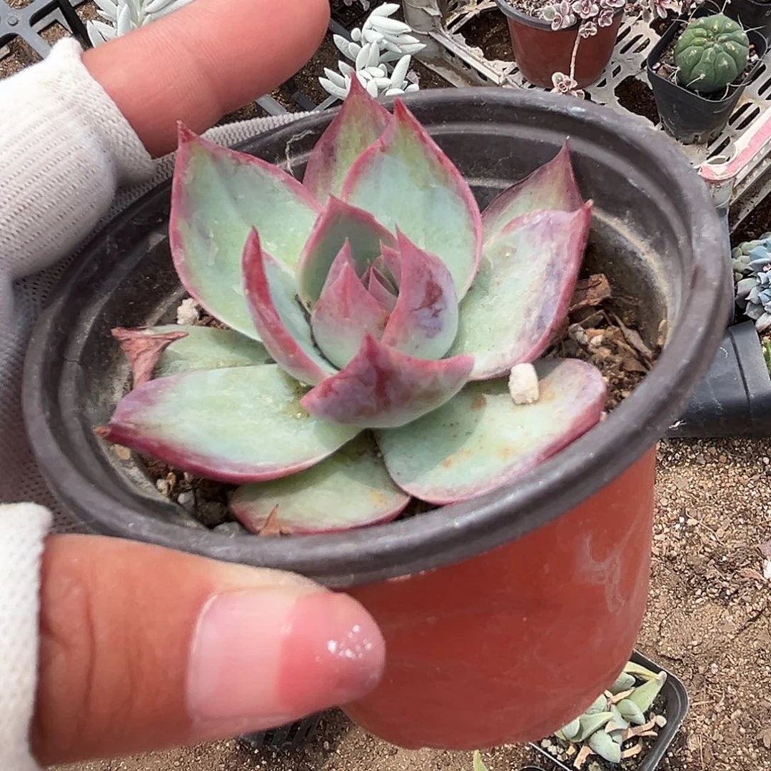 多肉植物惊鸿仙子
