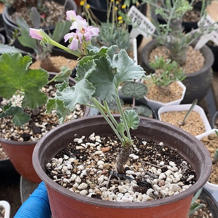 886枝干洋葵带盆一一一一