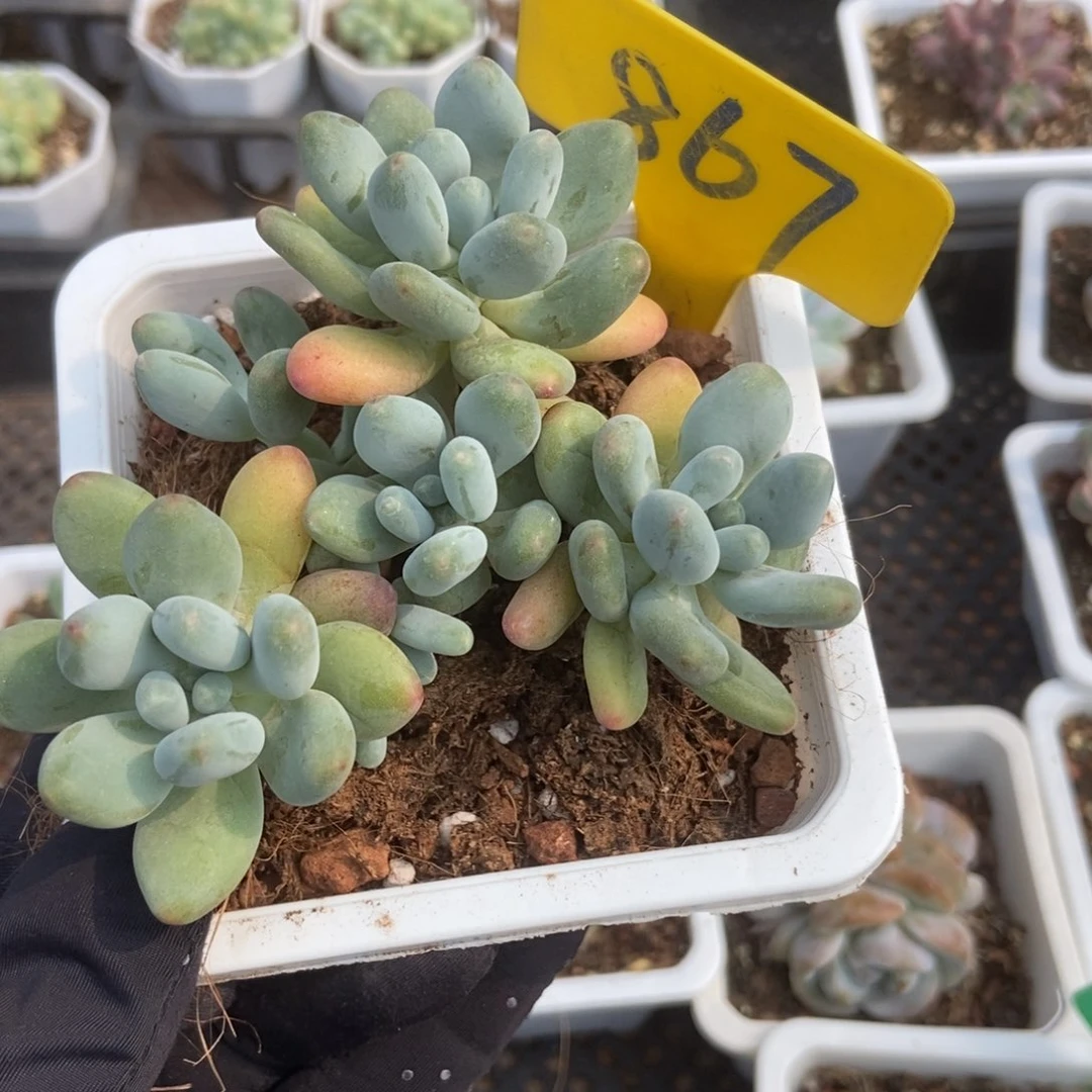 867苹果奶多肉植物保护