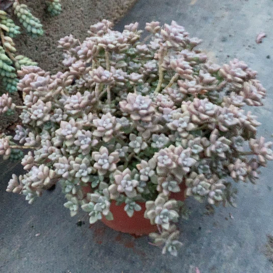 原始姬秋丽一物一拍5-17