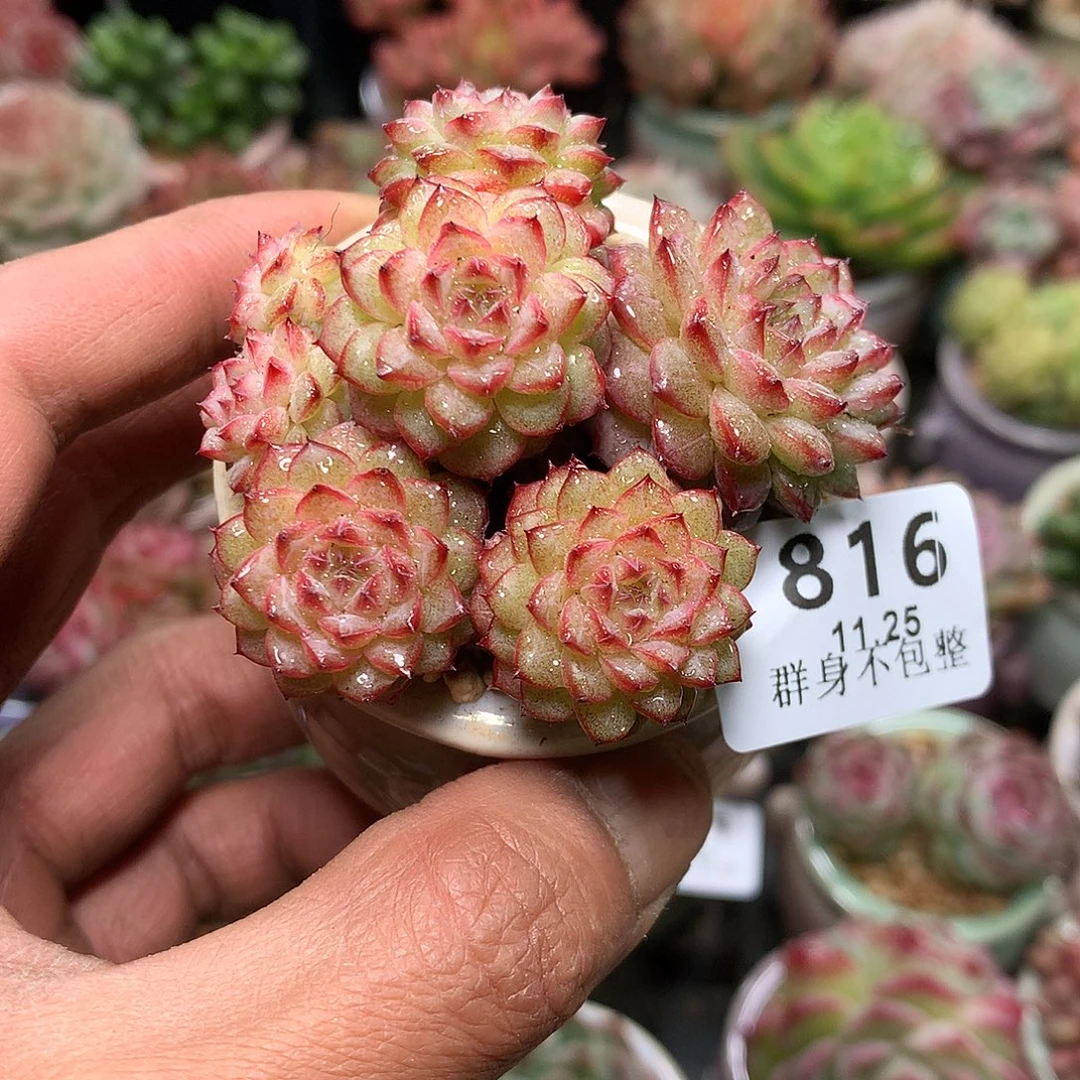 精控拇指盆11.25816
