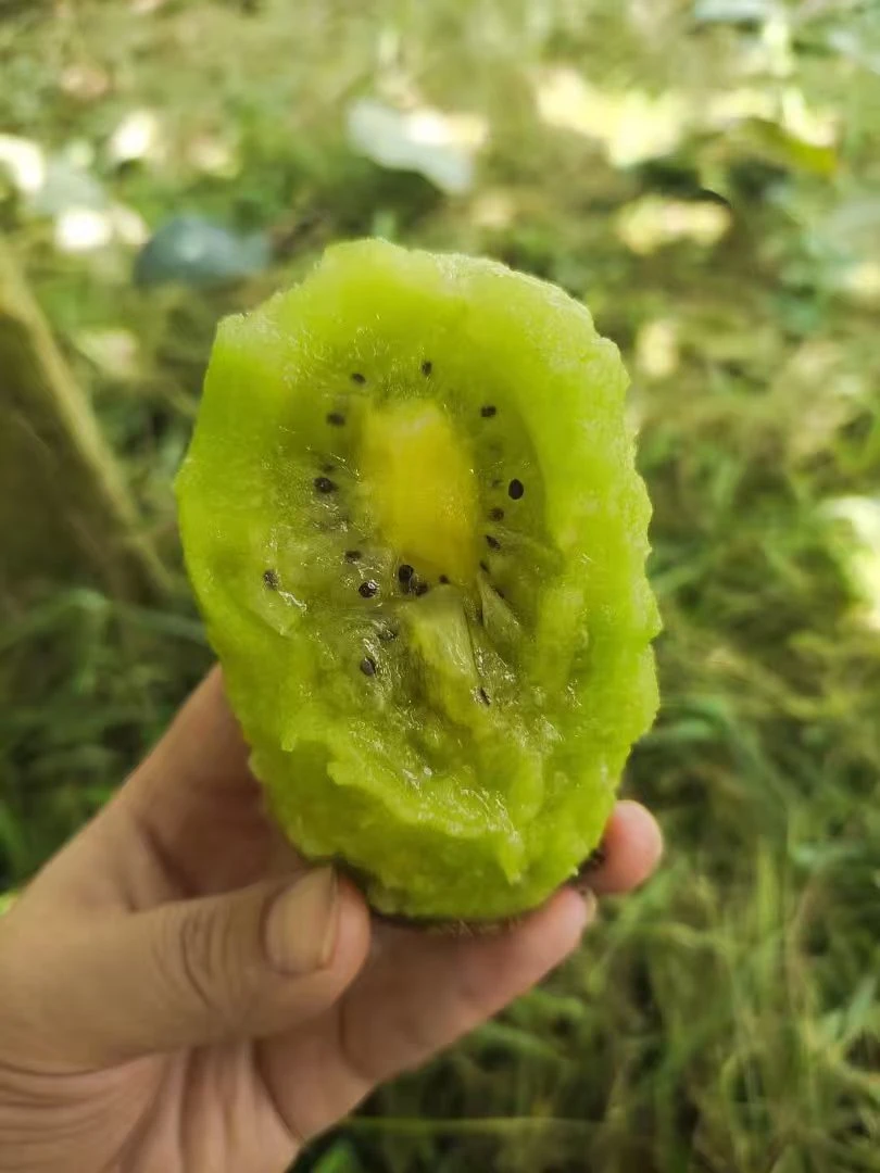湘西高山富硒绿心猕猴桃新鲜香甜多汁当季水果当季新鲜水果