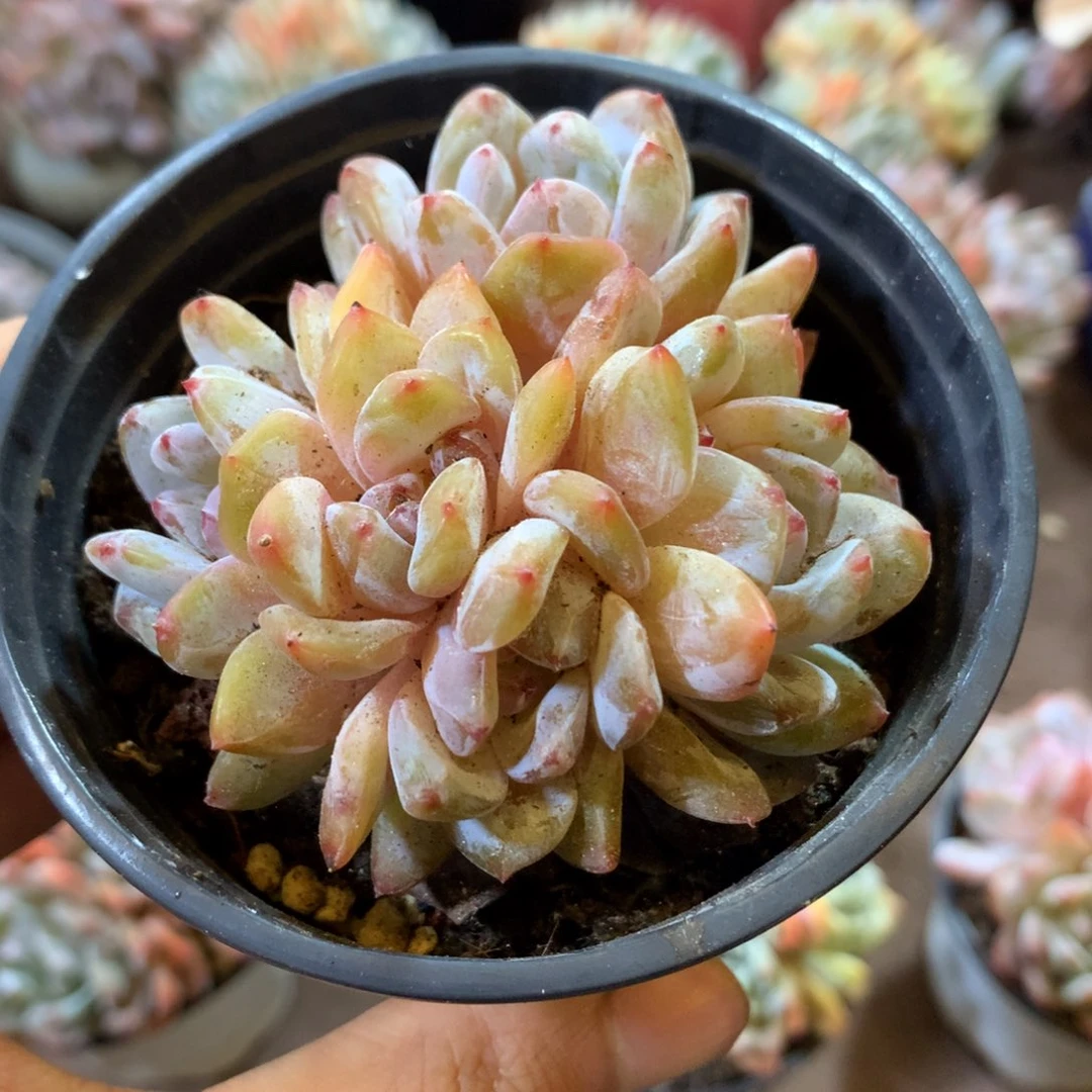 哈哈哈哈哈哈哈哈哈