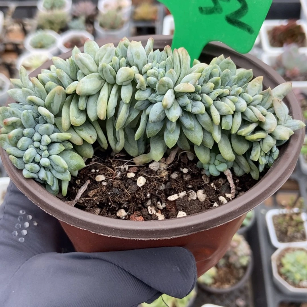2052奶糖缀多肉植物多肉
