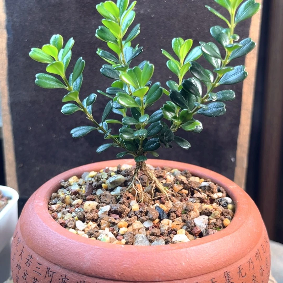 无花朵凤米黄杨一物一拍