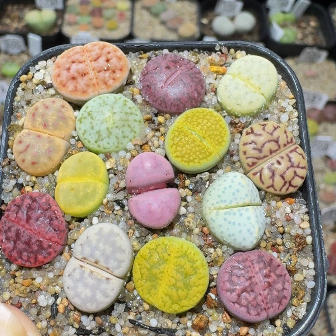 Ssss精品生石花1792
