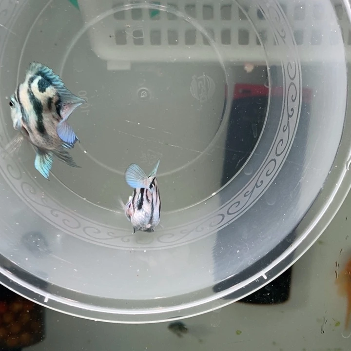 鹦鹉鱼宝蓝超缩立蛋体一对