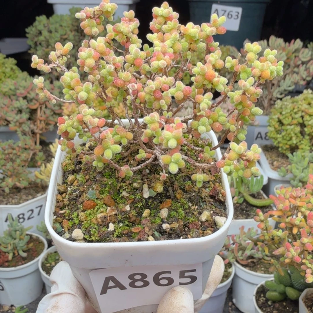 A865精控蜜橘糖球枝干