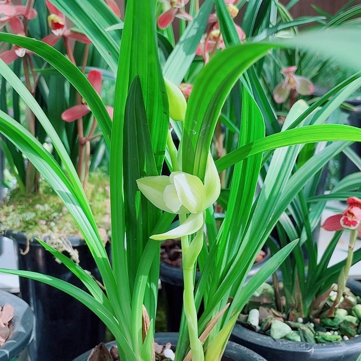 稻***哥完全开放一物漂亮