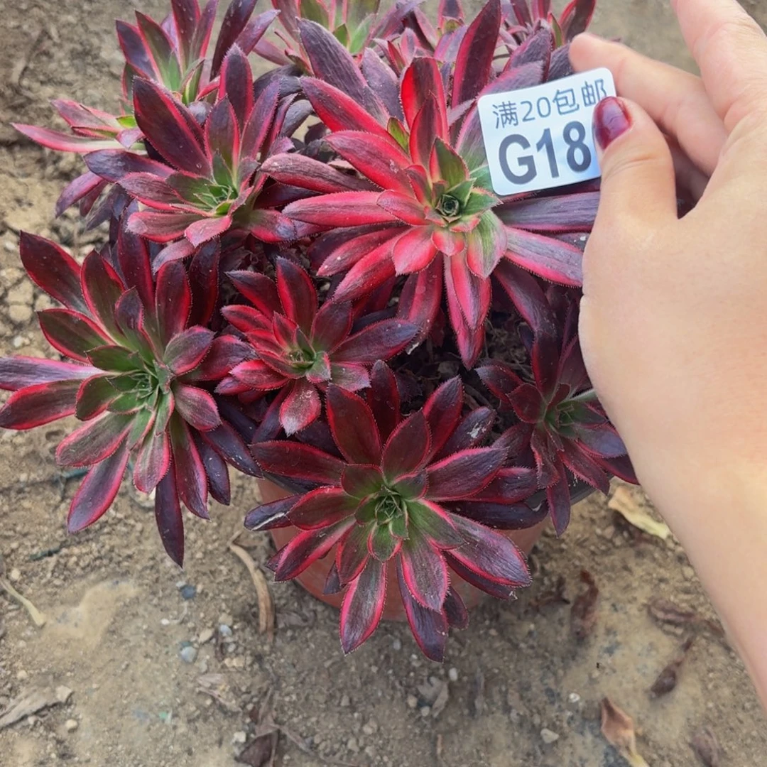 180多肉植物捧花的时候