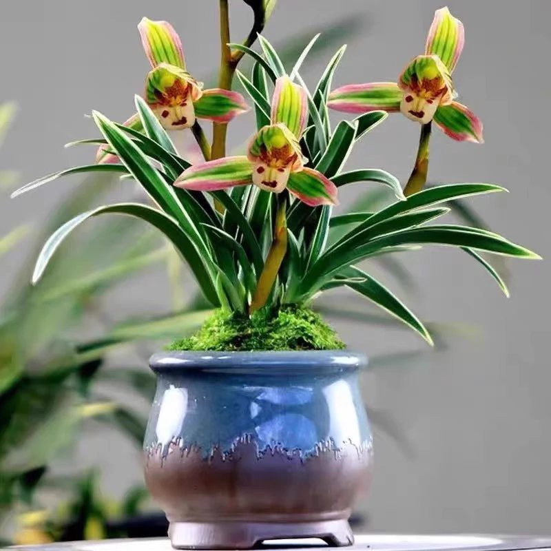 建兰 帝王妃金边叶艺 四季兰矮种好养兰花苗  浓香浓香型发货