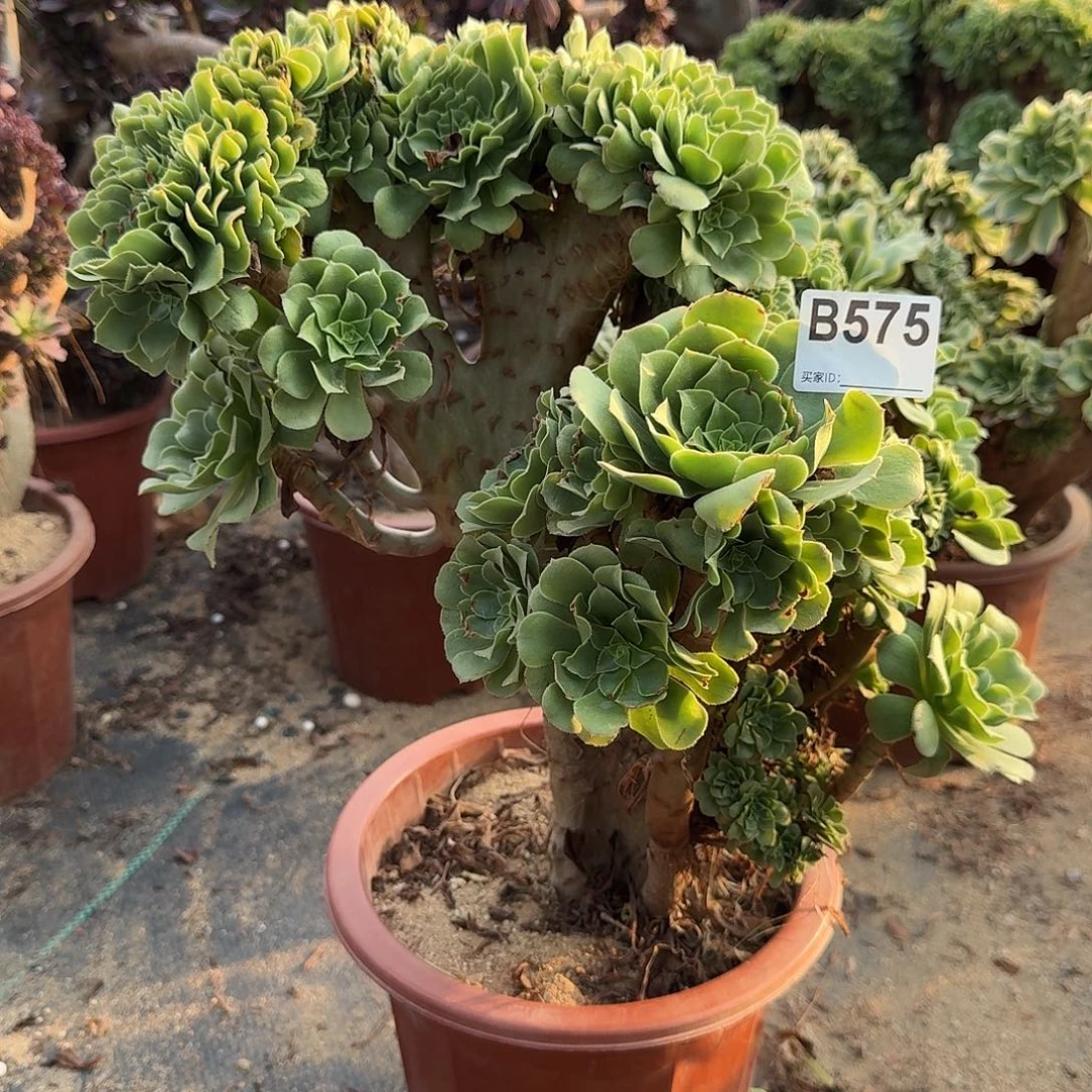 575绿缀微瑕一颗呀呀