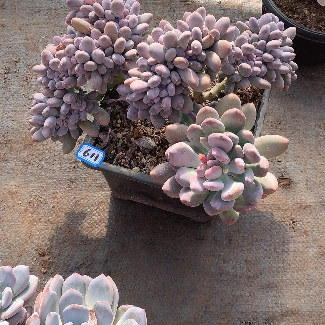 611缀化 一物一拍多肉