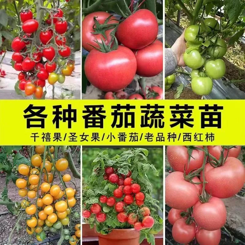 带土发货超甜番茄各种番茄苗高产早熟抗热大西红柿小番茄