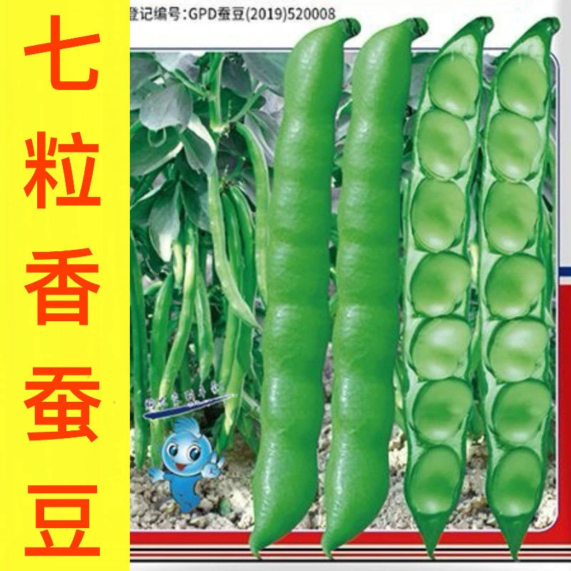 北斗七星蚕豆种子特大高产绿宝胡豆种籽春秋冬季早熟耐寒播种蔬菜