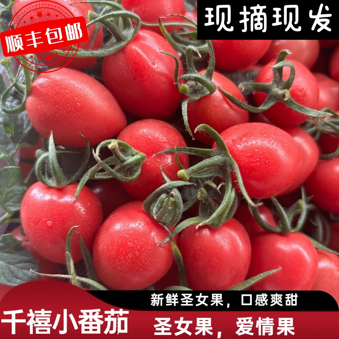 【顺丰包邮】新鲜千禧小番茄寿光产地直发冰糖千禧圣女果
