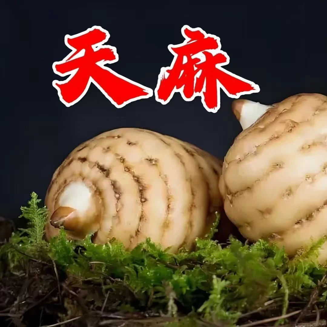 云南昭通小草坝新鲜乌天麻可煲汤泡酒炖肉现挖现发新鲜