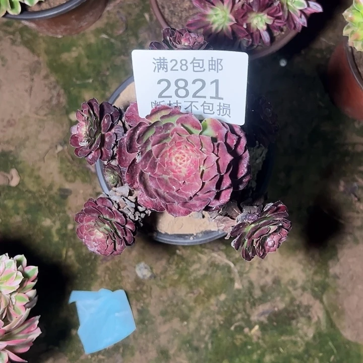 燕***72821烟花多肉植物