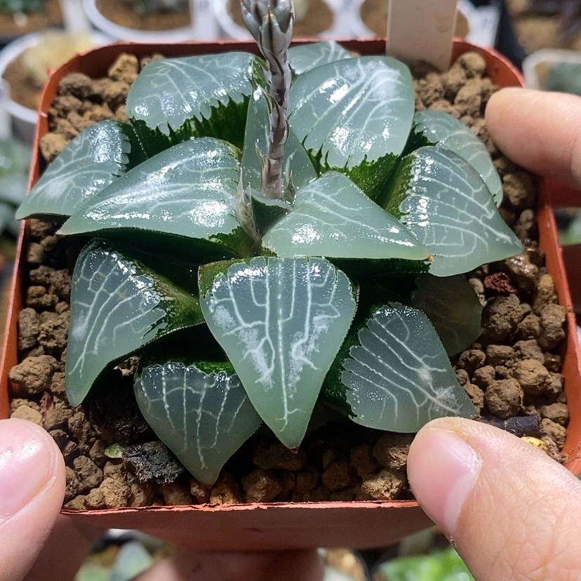 【闪购商品】30月影