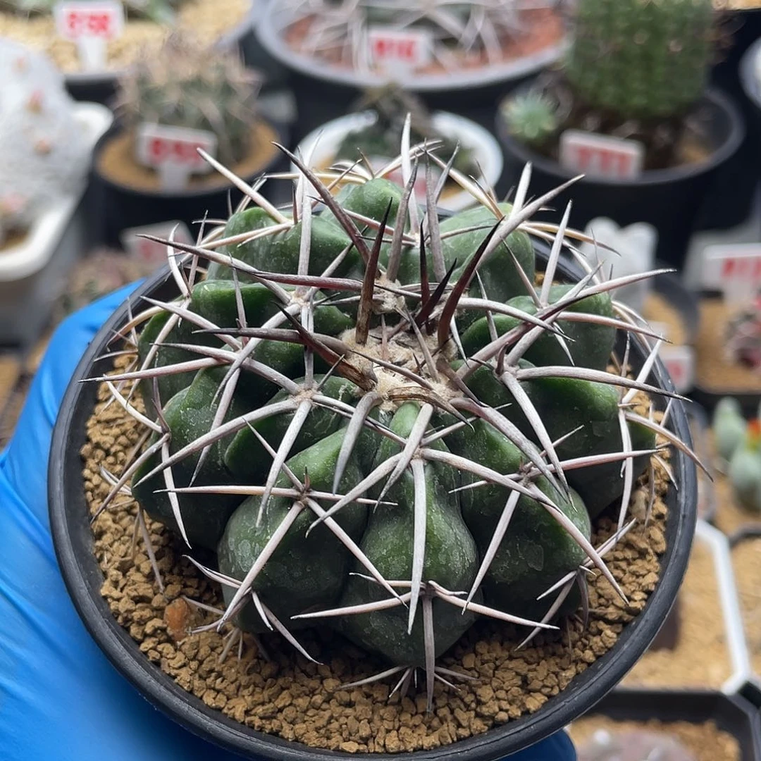 实生印加皇冠圆盘玉仙人球