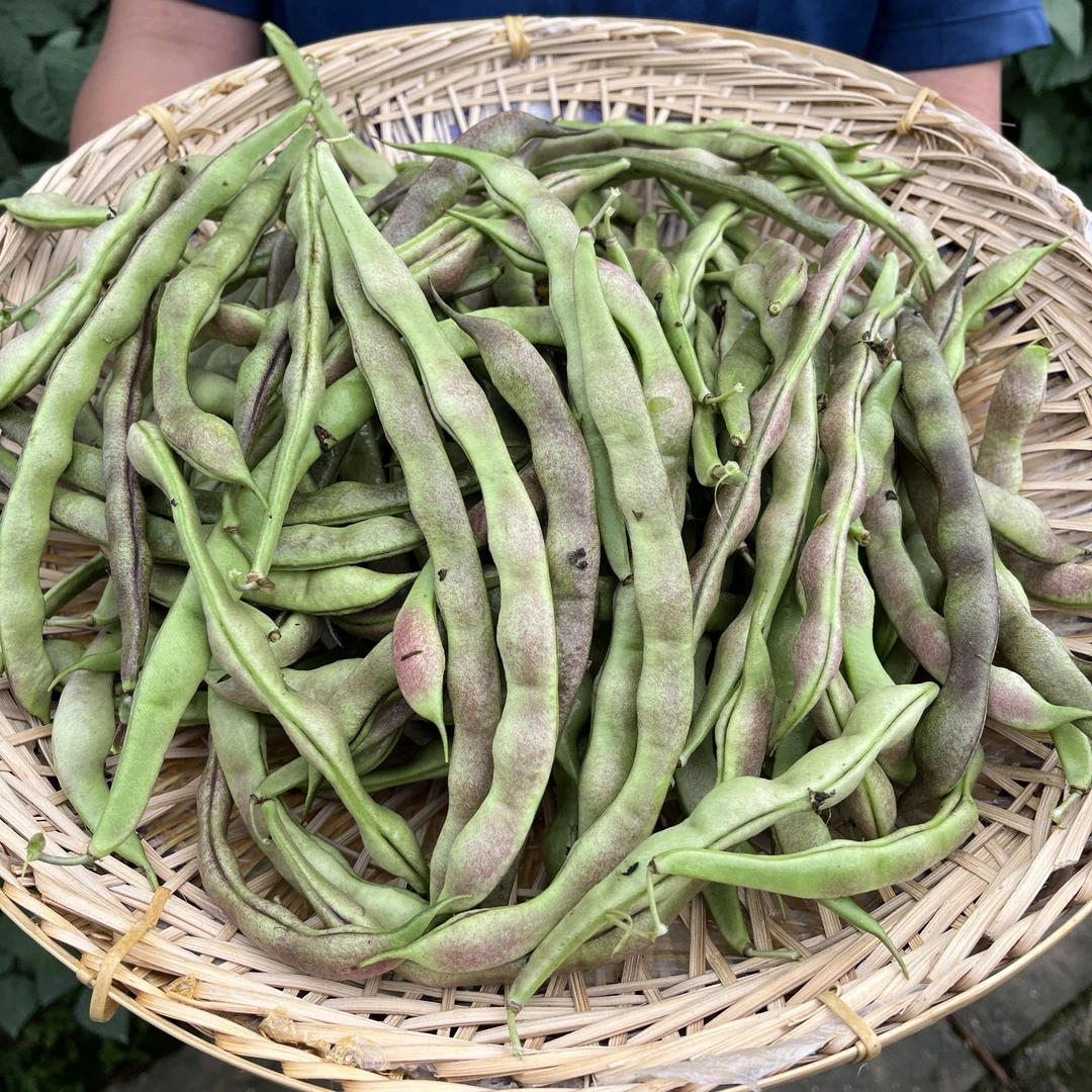 【紫皮四季豆】重庆铜梁安居露天阳光新鲜紫皮红丝四季豆炒煮汤箜饭