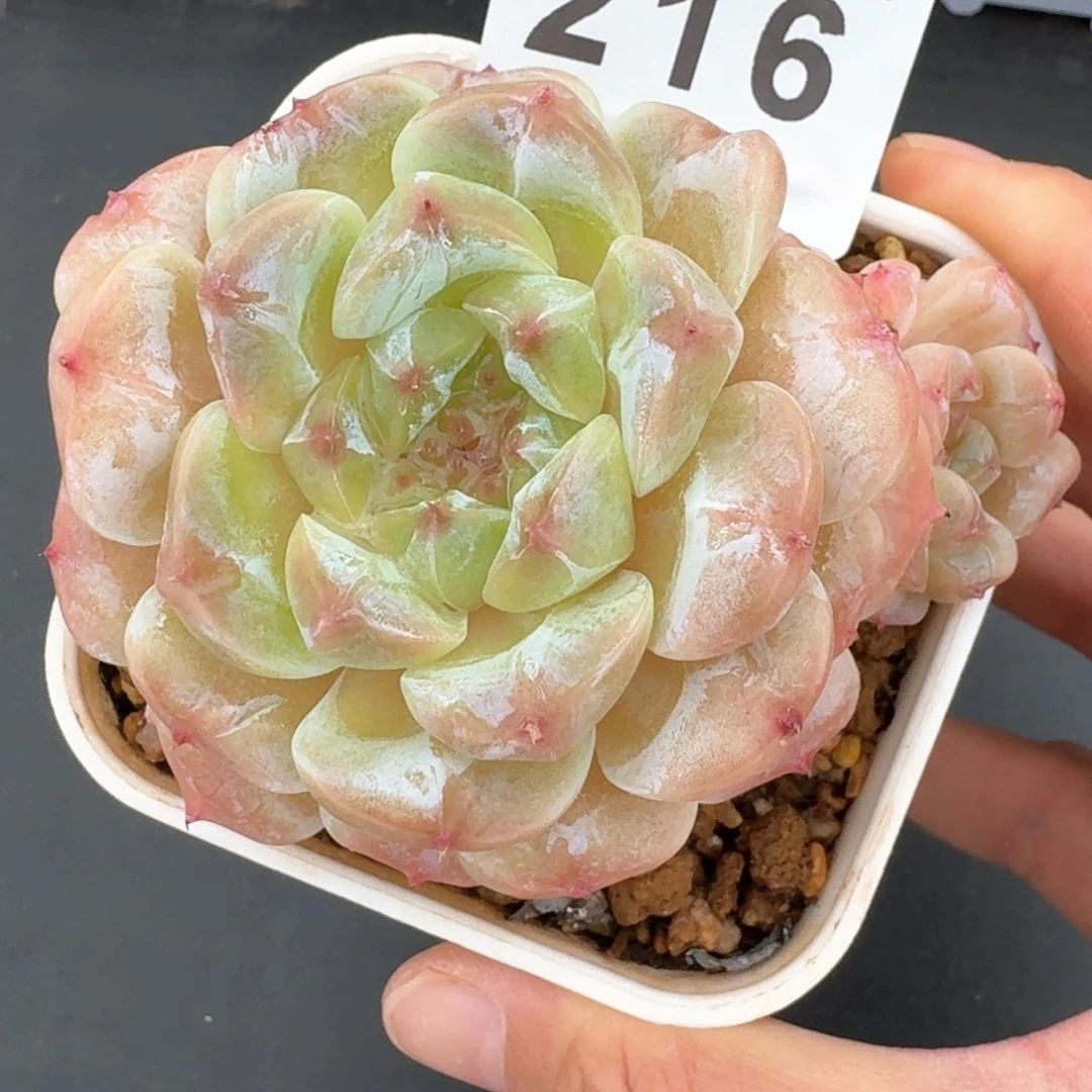母本白体冰魄老桩