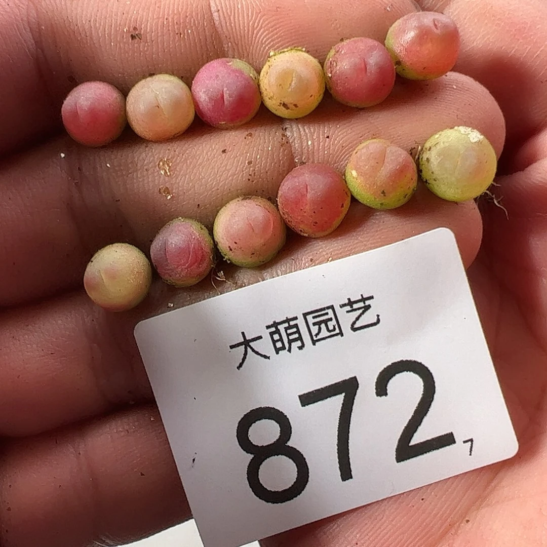 0000872量拍以下3颗