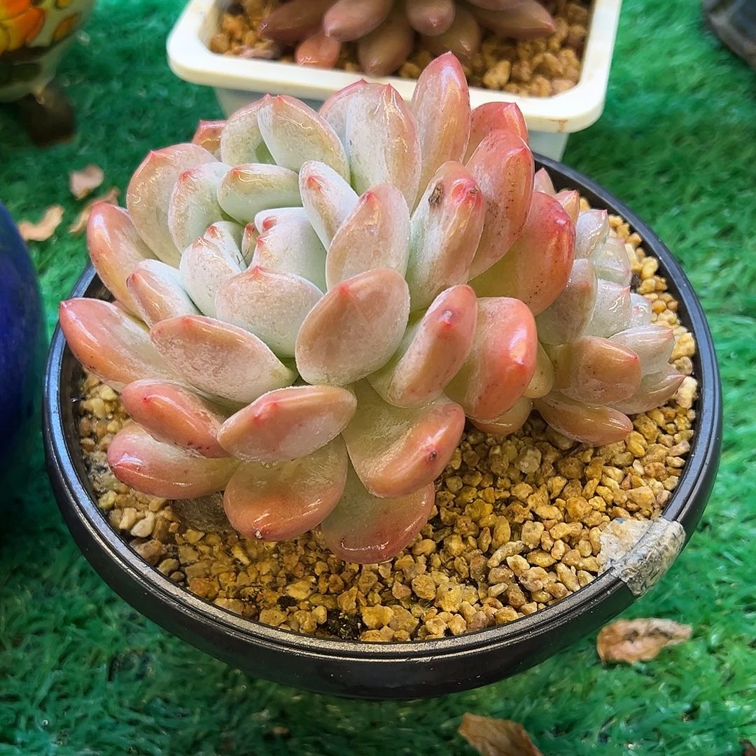 橙子，，，，，，，，， ，，，，，，