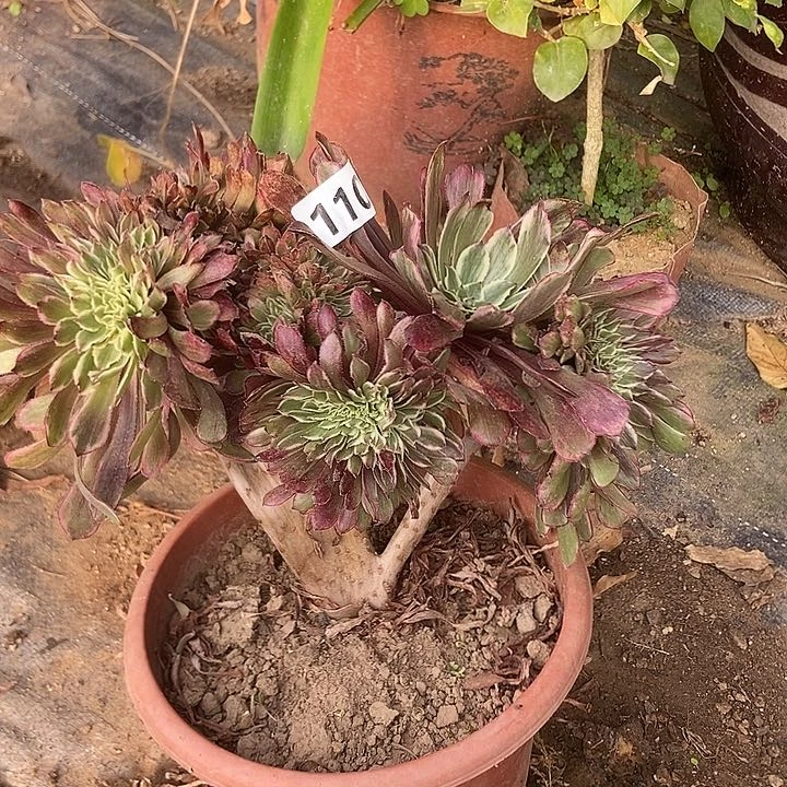 110水墨缀化老板子法师