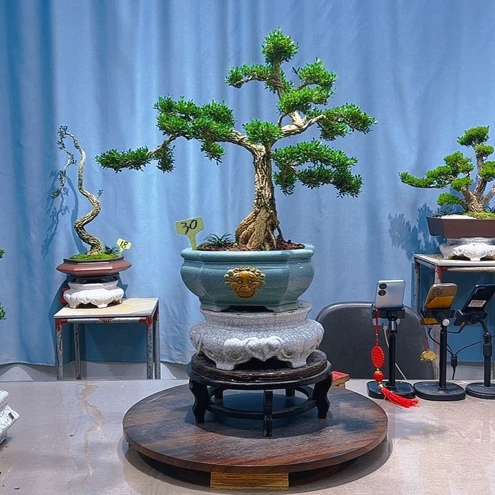 无花朵广东皱皮雀舌黄杨