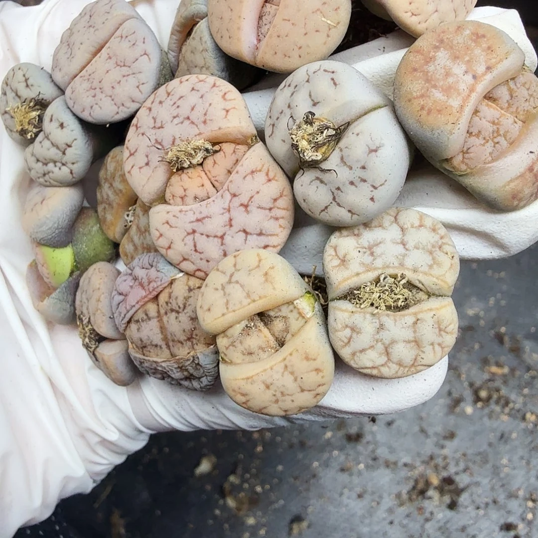 是一个不想被束缚到自己708哈哈