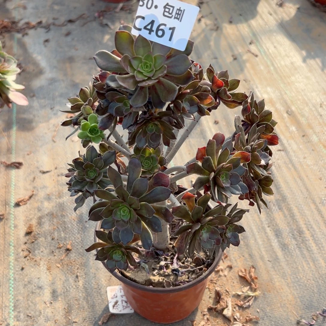 461灰法多肉法师