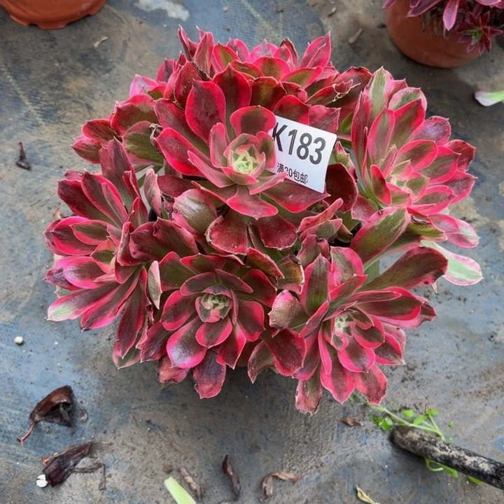 瑞妈？。。。。。。183。女郎，