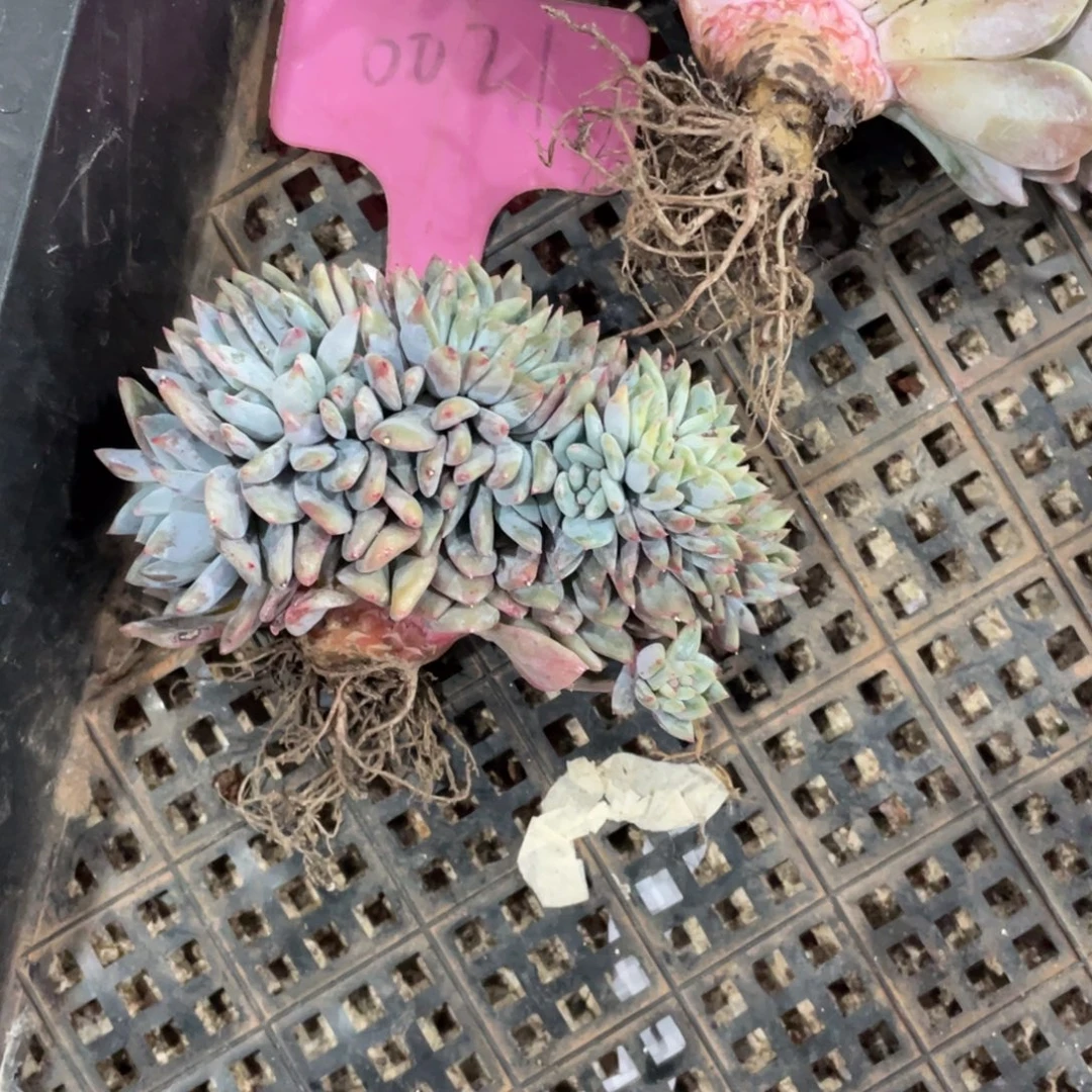 0021号星影缀化多头