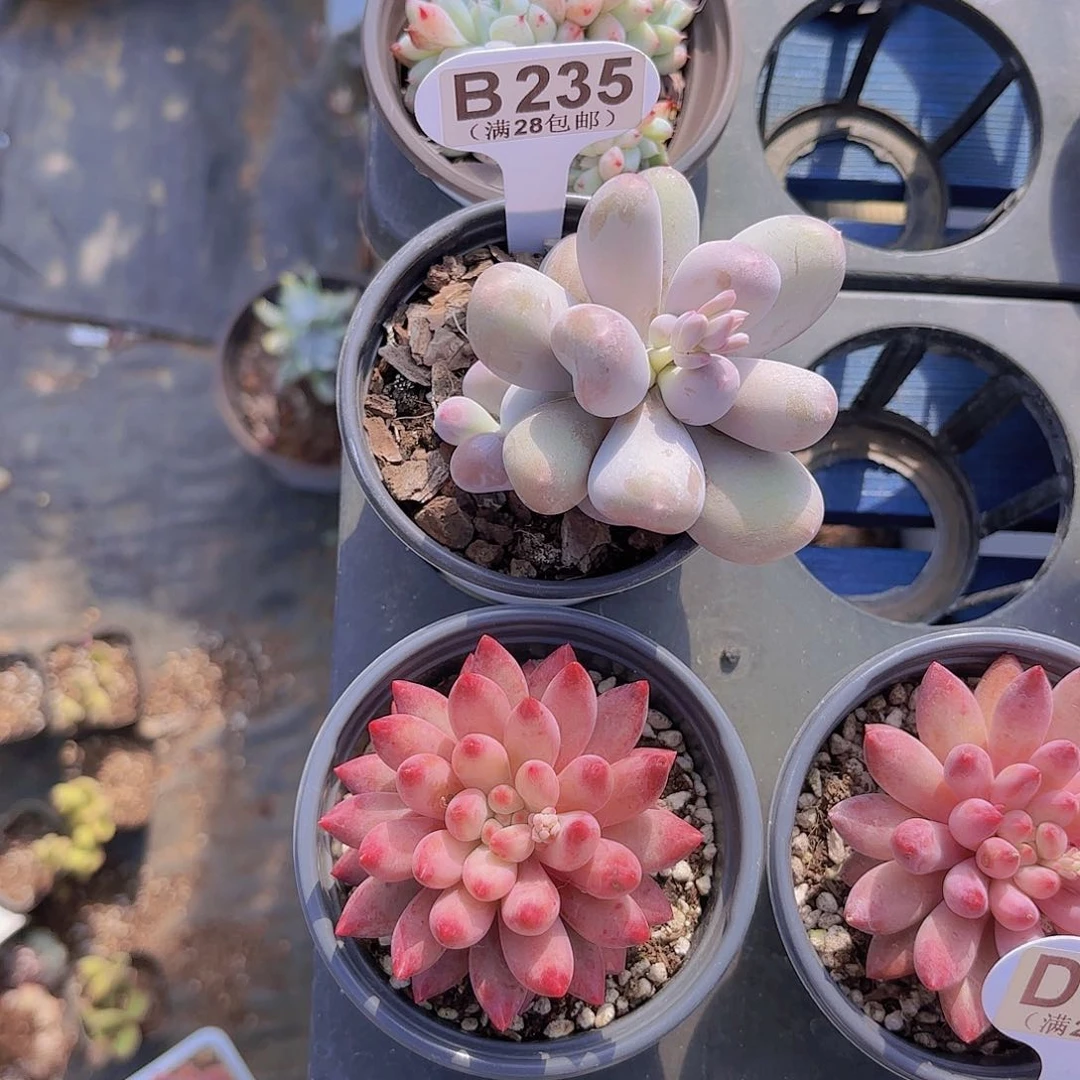 B235Mike奶一物一拍