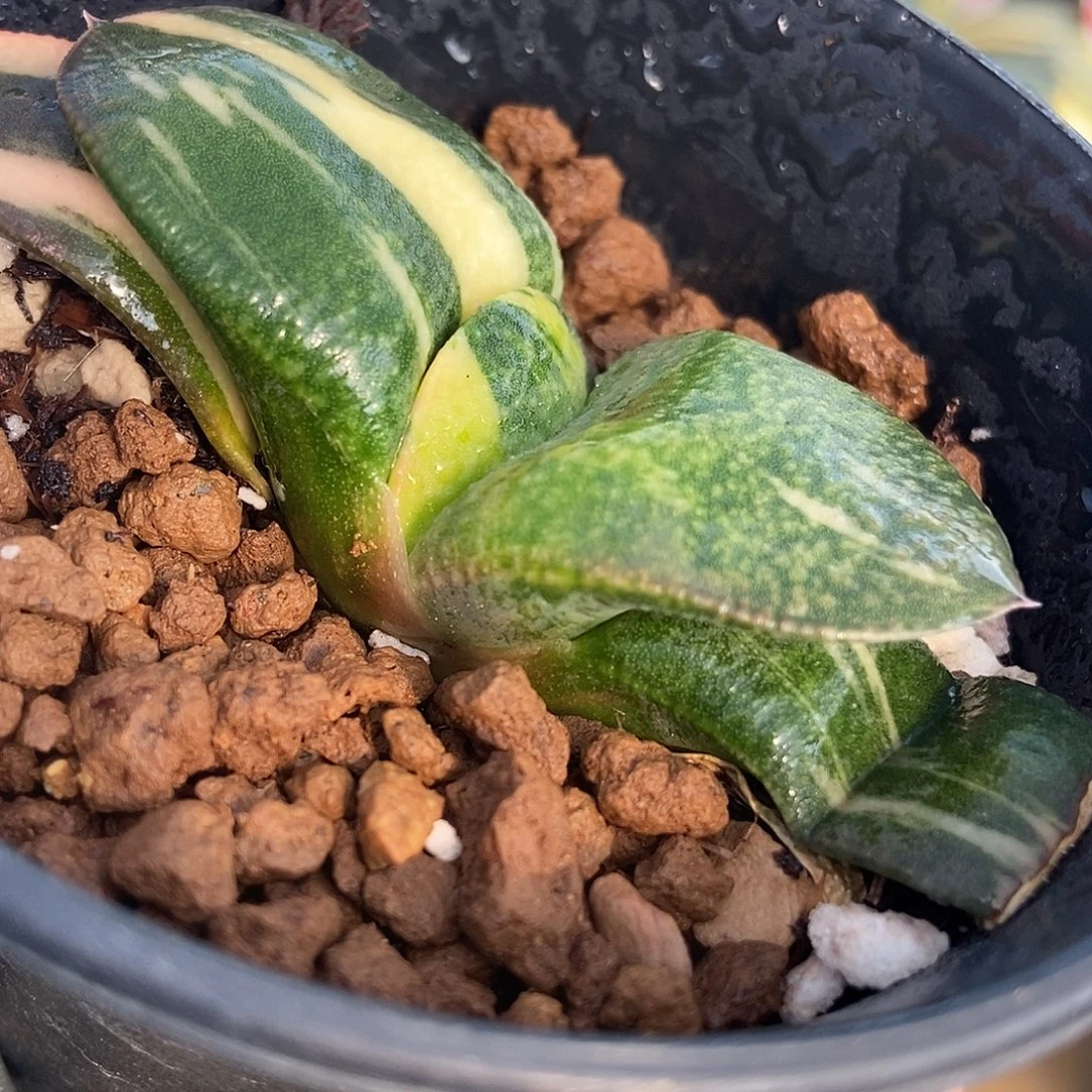 160卧牛实生锦带盆发货