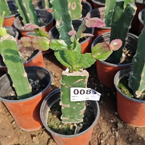 红桑巴嫁接福0081