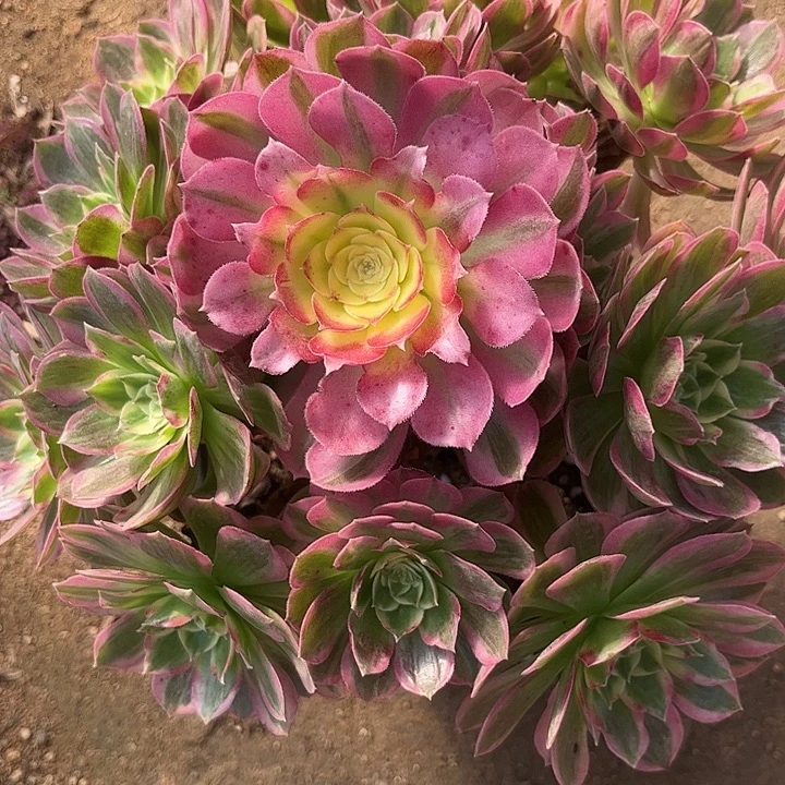 多肉植物中粉体海王锦…………